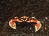 Spotted or Porcelain Anemone Crab (Neopetrolistes Maculatus), Pacific Ocean, Panglao Island Photographic Print by Reinhard Dirscherl