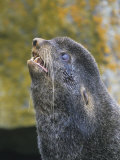 Northern Fur Seal Head (Callorhinus Ursinus), Alaska, USA Photographic Print by Tom Walker