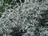 Reindeer Lichens (Cladonia Rangiferina) Among Mosses on the Forest Floor, Northern North America Photographic Print by R. Al Simpson