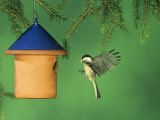 Carolina Chickadee Flying to a Nest Box or Bird House with Food in its Bill, Eastern USA Photographie par Steve Maslowski
