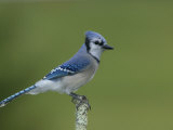 Blue Jay (Cyanocitta Cristata), USA Photographic Print by Arthur Morris