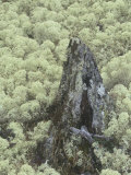 Reindeer Lichens, Cladonia, Northern North America Lámina fotográfica por Arthur Morris