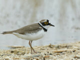 Little-Ringed Plover, Charadrius Dubius, Uzbekistan Lámina fotográfica por Arthur Morris Little-Ringed Plover, Charadrius Dubius, Uzbekistan Lámina fotográfica por Arthur Morris