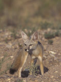 Kit Fox (Vulpes Macrotis), Southwestern North America Photographic Print by Rick & Nora Bowers