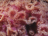 A Single Clone of Strawberry Sea Anemones, Corynactis Californica, California, USA Lámina fotográfica por David Wrobel A Single Clone of Strawberry Sea Anemones, Corynactis Californica, California, USA Lámina fotográfica por David Wrobel
