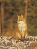 An Alert Red Fox (Vulpes Vulpes), Katmai National Forest, Alaska, USA Photographic Print by Patrick Endres