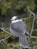 Gray Jay (Perisoreus Canadensis), USA Photographie par Garth McElroy