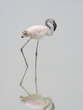 Lesser Flamingo Juvenile (Phoenicopterus Minor), Ngorongoro Crater, Tanzania, East Africa Photographic Print by Fritz Polking