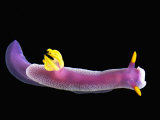 Solvin Zankl - Nudibranch Fotografická reprodukce