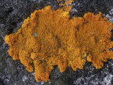 Crustose Lichens Growing on a Arctic Rock, Alaska, USA Lámina fotográfica por Tom Walker