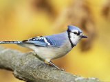 Blue Jay (Cyanocitta Cristata), North America Photographic Print by Steve Maslowski