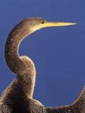 Anhinga Head Held High While its Wings are Drying, Anhinga Anhinga, Florida, USA Photographie par Arthur Morris