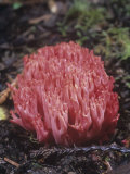 Red Coral Mushroom on the Forest Floor, Ramaria Araiospora, California, USA Photographic Print by Gerald & Buff Corsi
