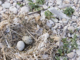 California Gull Eggs in Nest, Larus Californicus, Great Salt Lake, Utah, USA Photographic Print by Arthur Morris