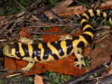 Barred Tiger Salamander (Ambystoma Mavoritum). Arizona, USA Photographie par Michael Redmer