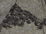 Black Turban Snails on a Tidepool Rock, Tegula Funebralis, Pacific Coast of North America Photographic Print by Joe McDonald