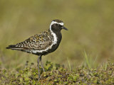 Pacific Golden-Plover (Pluvialis Fulva), North America Lámina fotográfica por Arthur Morris Pacific Golden-Plover (Pluvialis Fulva), North America Lámina fotográfica por Arthur Morris
