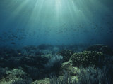 Sunlight Through Ocean Water Above Corals, Sea of Cortez, Mexico Photographic Print by David Wrobel
