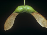 Sugar Maple Winged Seed or Samara, Acer Saccharum, Eastern North America Fotografisk trykk av Bill Beatty