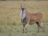 Large Bull Eland, Taurotragus Oryx, Maasai Mara, Kenya, Africa Photographic Print by Arthur Morris
