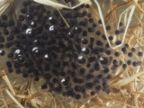 Southern Leopard Frog Eggs, Rana Pipiens Sphenocephala Photographic Print by Jim Merli