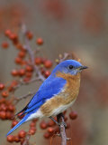 Male Eastern Bluebird in Crabapple (Sialia Sialis), North America. Missouri State Bird Photographie par Steve Maslowski