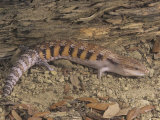 Blue-Tongued Skink, Tiliqua Multifasciata, a Threatened Species, Australia Photographic Print by Joe McDonald