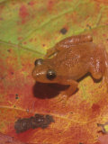 Spring Peeper on a Fall Leaf., Hyla Crucifer, Eastern North America Fotografie-Druck von Gustav W. Verderber