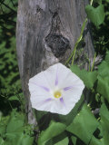 Morning Glory Flower and its Twining Stem, Flying Saucers Variety (Ipomoea) Lámina fotográfica por Wally Eberhart Morning Glory Flower and its Twining Stem, Flying Saucers Variety (Ipomoea) Lámina fotográfica por Wally Eberhart