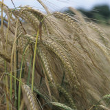 Ripening Barley Ears (Hordeum Vulgare) Photographic Print by Nigel Cattlin