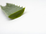 Close Up of Aloe Vera Plant Photographic Print