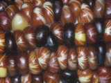 Indian Corn Cob Close-Up Showing Color Variation of Seeds, Zea Mays Photographic Print by Doug Sokell