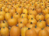 Pattern in Harvested Pumpkins, Cucurbita Pepo Photographic Print by Adam Jones