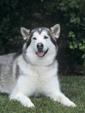 Alaskan Malamute Variety of Domestic Dog Photographic Print by Cheryl Ertelt