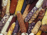 Heirloom Corn Varieties, Zea Mays Lámina fotográfica por David Cavagnaro Heirloom Corn Varieties, Zea Mays Lámina fotográfica por David Cavagnaro