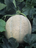 Muskmelon on the Vine (Cucumis Melo), 'Earligold' Photographic Print by Wally Eberhart