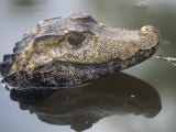 Dwarf Caiman Lámina fotográfica por William Pohley