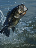 Largemouth Bass Jumping, Diving for Lure Photographie par Wally Eberhart