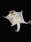 Sugar Glider Marsupial Mammal Gliding, Petaurus Breviceps, Australia Photographic Print by Joe McDonald