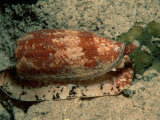 Front-Gilled or Geographic Cone Snail (Conus Geographus), Pacific Ocean Photographic Print by Reinhard Dirscherl