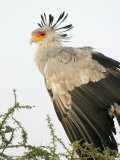 Secretary Bird (Sagittarius Serpentarius) in Acacia Tree, Tanzania Lámina fotográfica por Arthur Morris