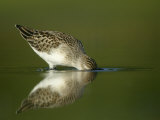 Semipalmated Sandpiper, Calidris Pusilla, Juvenile Feeding Photographie par Arthur Morris