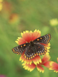 Baltimore Butterfly (Euphydryas Phaeton), Family Nymphalidae, Pennsylvania, USA Photographic Print by Leroy Simon