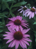 Purple Coneflowers (Echinacea Purpurea), Eastern USA Photographie par Patricia Armstrong