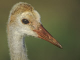 Chick Sandhill Crane Head (Grus Canadensis). USA Photographic Print by Arthur Morris