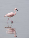 Lesser Flamingo Juvenile, Phoenicopterus Minor, Ngorongoro Crater, Tanzania, Africa Photographic Print by Fritz Polking
