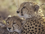Cheetah Cub with its Mother, Acinonyx Jubatus, East Africa Photographie par Gerald & Buff Corsi
