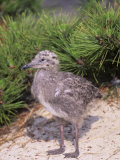 Herring Gull Chick (Larus Argentatus), Eastern North America Photographic Print by Arthur Morris