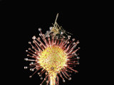 Mosquito Trapped on Sticky Leaf of Round-Leafed Sundew (Drosera Rotundifolia) Photographic Print by Bill Beatty