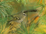 Female Golden-Crowned Kinglet (Regulus Satrapa), North America Photographie par Steve Maslowski